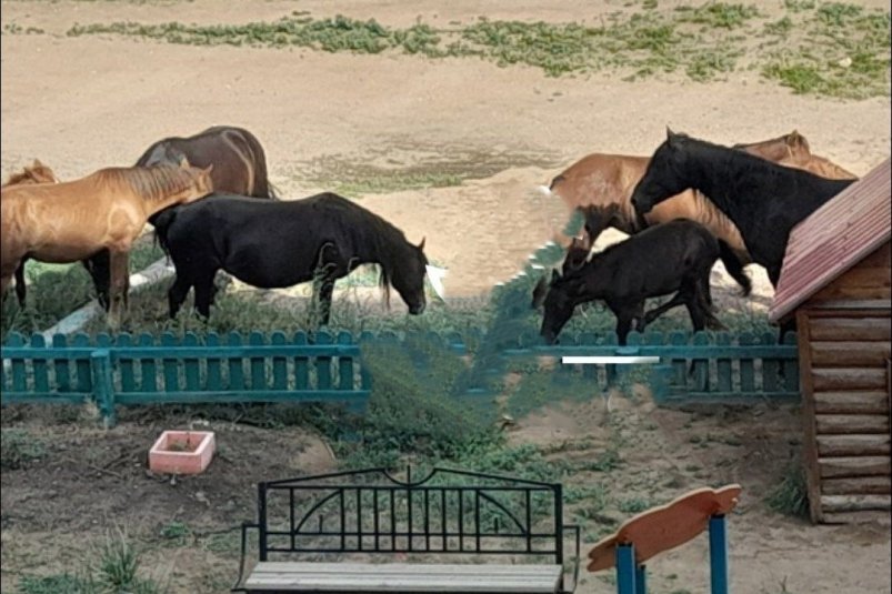 Кони во дворах Гусиноозёрска Весь Гусиноозёрск