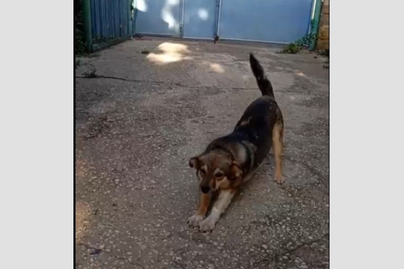 Кадр из видео Соцсети Народного фронта РК