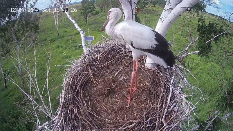 Подросший птенец Амура и Зеи через неделю должен встать на крыло телеграм-канал &quotAnton Sasin" (18+)