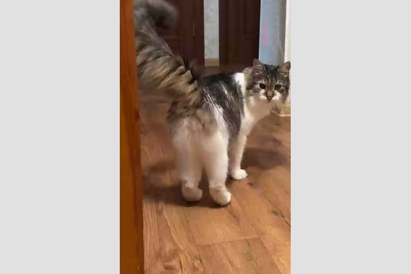 Кадр из видео Соцсети Народного фронта РК