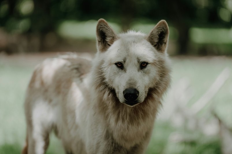 Полудикие и гордые: 5 пород собак с волчьим характером Tómas Rekstad / unsplash