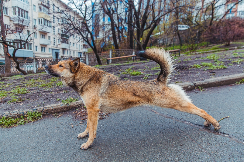 Собака, бездомные животные Мария Смитюк, ИА PrimaMedia