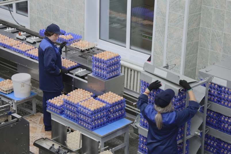 Птицефабрика "Пионерское" вышла на объемы производства 100 тысяч яиц в день Официальный сайт Камчатского края