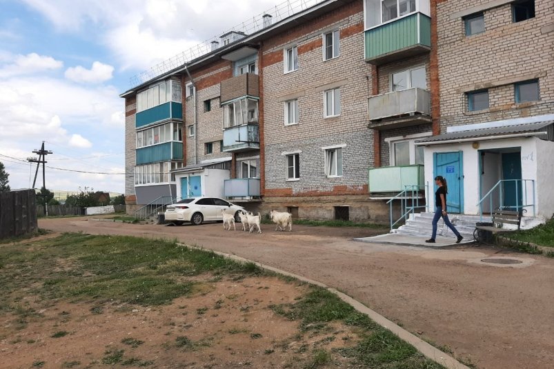 Козы больше месяца бесконтрольно бродят по селу телеграм-канал "Мухоршибирь-инфо.24/7"