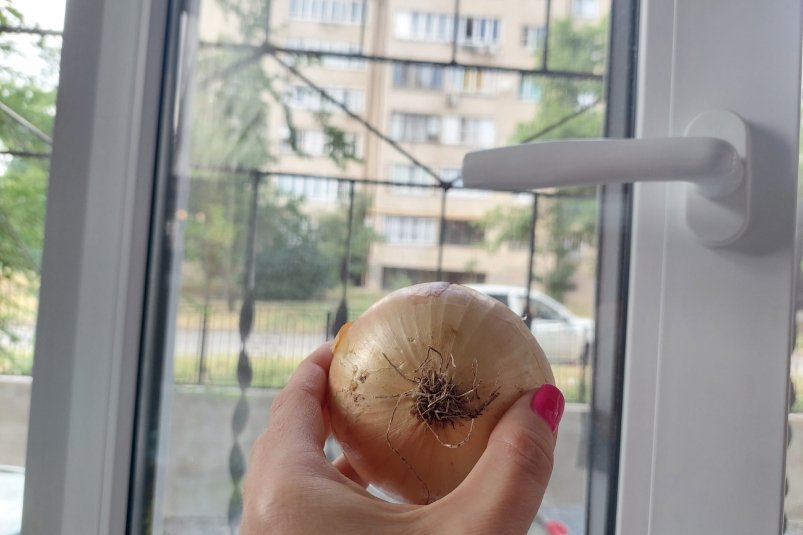 Мою окна половинкой луковицы - соседи смеялись, а теперь и сами так делают: чисто весь год Дарья Шерстюкова, ИА SevastopolMedia