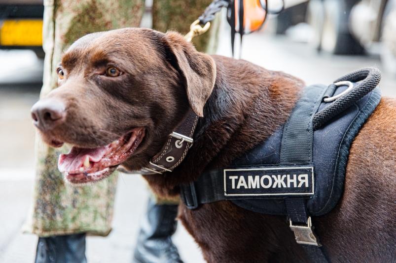 Таможенники пресекли латиноамериканскую контрабанду наркотиков на 12 млрд рублей Илья Аверьянов, ИА PrimaMedia.ru