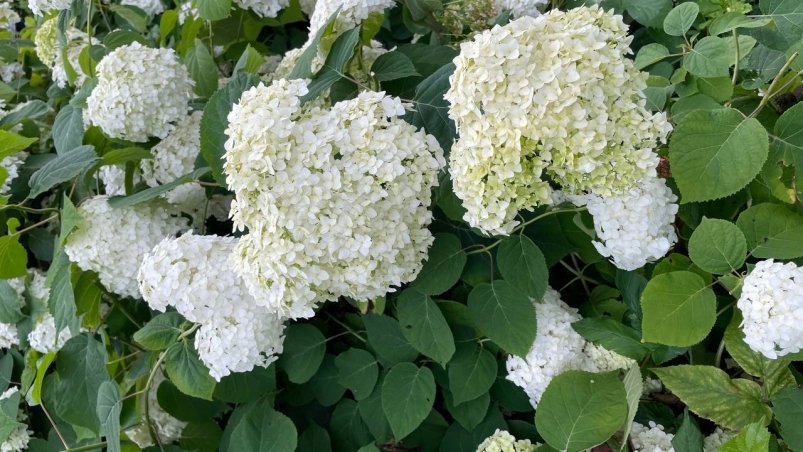 Обычный порошок из кухни - и гортензия выдает царские шапки: соцветия размером с дыню ИА Stavropol.Media