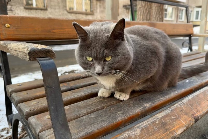 Кот, лавочка, двор Кудрявцева Марина, ИА UssurMedia
