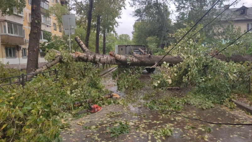 Упавшее дерево Пресс-служба администрации Хабаровска