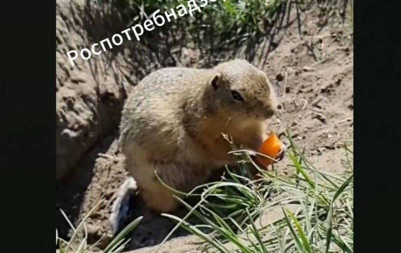 . пресс-служба управления Роспотребнадзора по Красноярскому краю