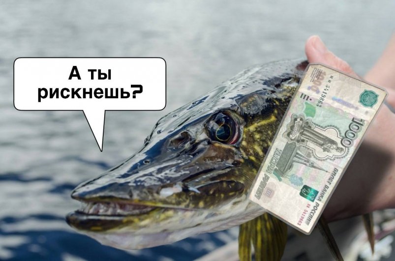 Щука, деньги Коллаж ИА StolicaMedia и unsplash.com