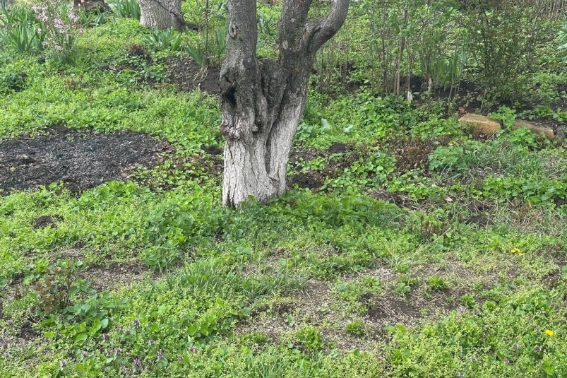 Пилить нет смысла: убрал старую бузину за 1 присест - гнилых деревьев как не бывало ИА SochiMedia