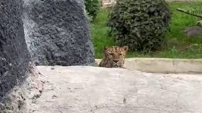 В Московском зоопарке рассказали, как леопард Мизер ведет себя при посетителях Телеграм-канал (18+) директора Московского зоопарка Светланы Акуловой