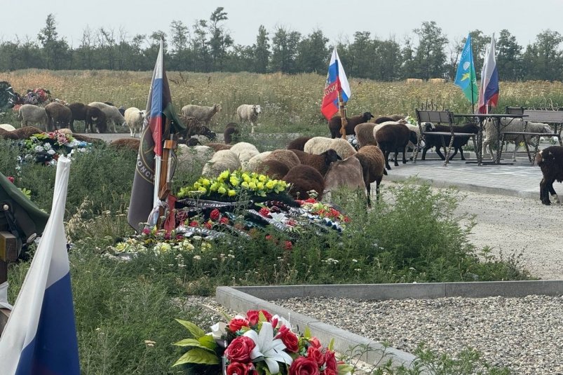 Пасущиеся на могилах бойцов СВО бараны возмутили жительницу Михайловска Юлия Яроша, телеграм-чат главы Шпаковского округа (18+)