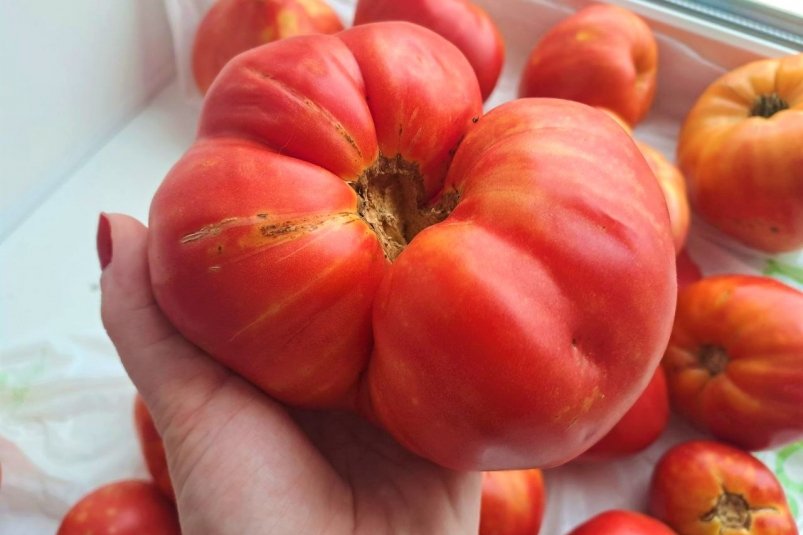 Тематическое фото Ольга Долгополова, ИА UssurMedia