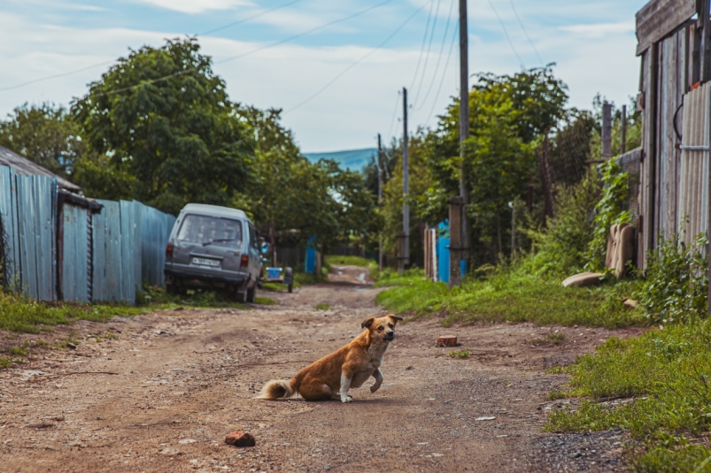 дом, жилье, дача, хижина, село, деревня, земля, частный сектор, лето, огород, участок, собака Мария Смитюк, ИА PrimaMedia