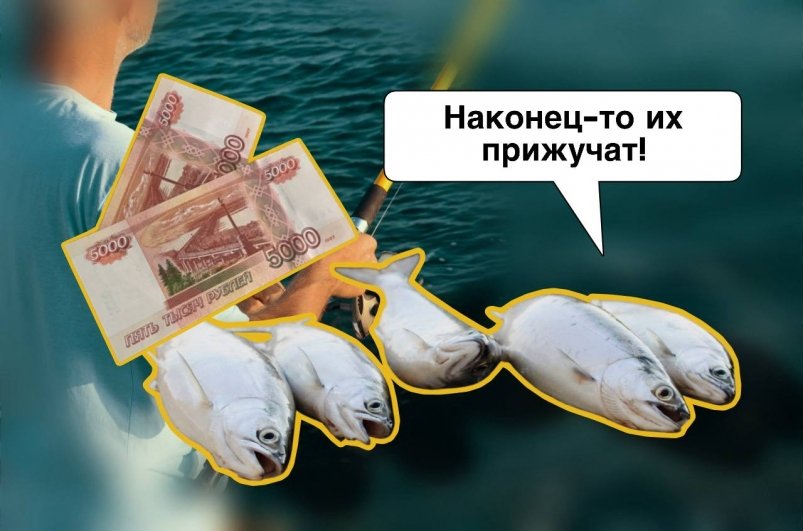 Рыбалка, рыба, деньги Коллаж ИА StolicaMedia и unsplash.com