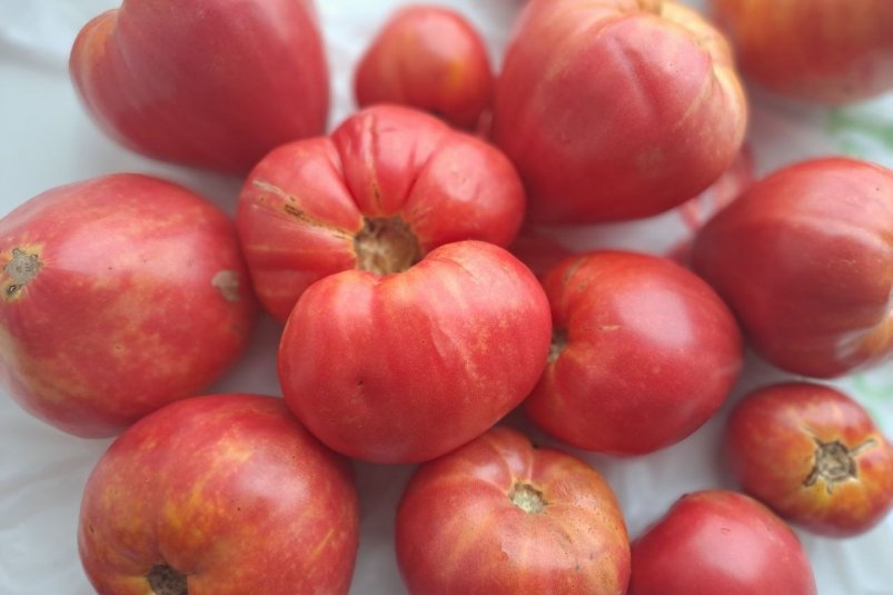 Тематическое фото ИА UssurMedia