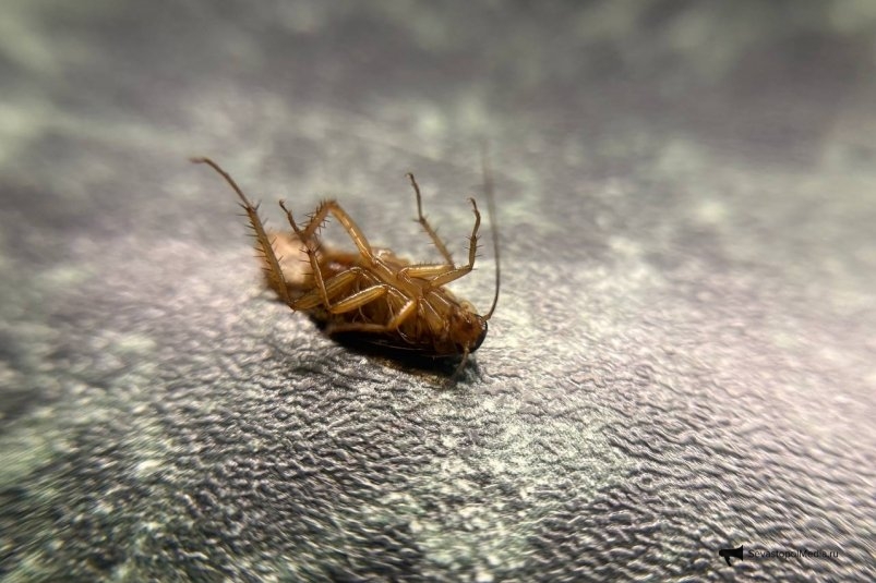 Тараканы летят, как на гонке -  дедовский способ родом из СССР: исчезнут за 2 дня ИА SevastopolMedia