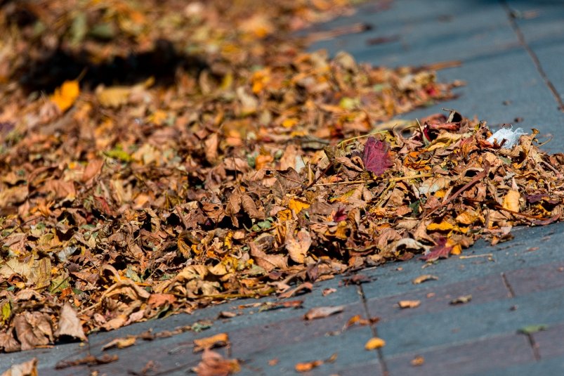 Осень, листва Илья Аверьянов, ИА PrimaMedia