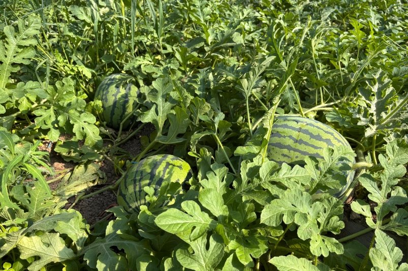 На Сахалине фермеры стали выращивать арбузы благодаря господдержке пресс-служба министерства экономического развития Сахалинской области