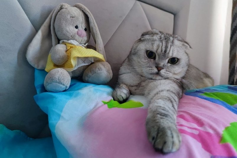 Домашние животные, кот, кошка, питомец Елена Гиневская, ИА Stavropol.Media
