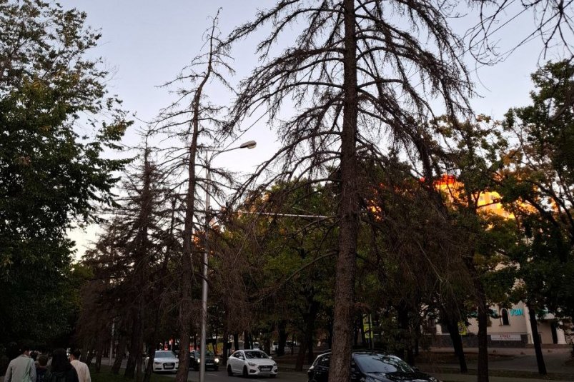 На ряд сухих деревьев в центре города пожаловалась жительница Ставрополя из соцсетей