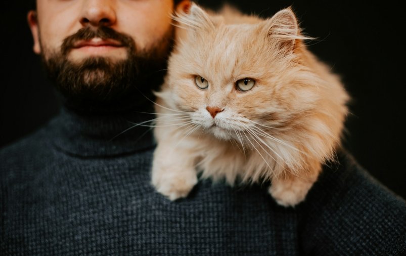 10 пород кошек, которые преданнее овчарки - не променяют хозяина даже на колбасу Kateryna Hliznitsova/unsplash 10 пород кошек, которые преданнее овчарки - не променяют хозяина даже на колбасу Kateryna Hliznitsova/unsplash