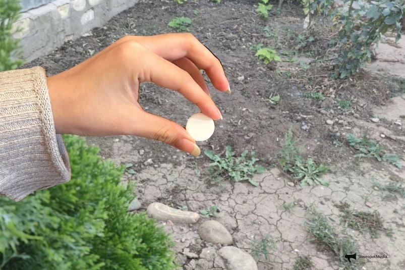 По 2 таблетки на холодную землю: весной листья-кувалды на каждом кустике ИА StolicaMedia