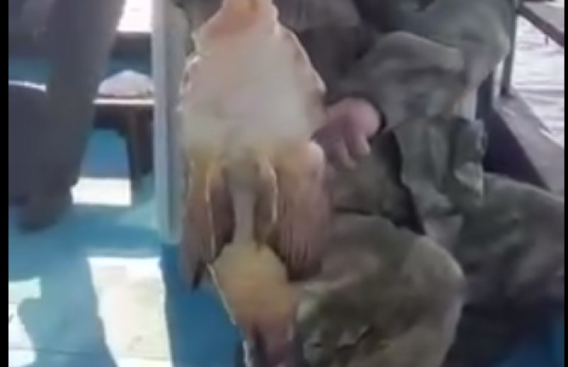 Скриншот Tg-канал &quottorprim" (18+)