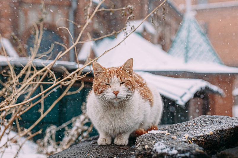 снег Мария Смитюк, ИА PrimaMedia