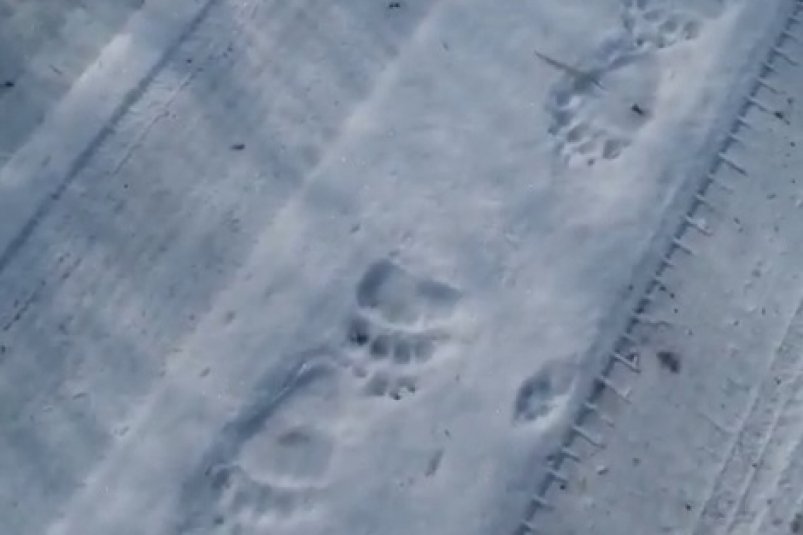 Мишка прогулялся возле дач вблизи города Зеи скриншот видео - "Первый Зейский канал" (18+)
