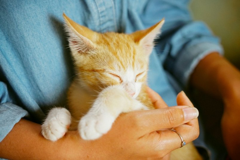 Любят сильнее, чем люди: 4 породы кошек, которые сильно привязываются к хозяевам Manki Kim / unsplash