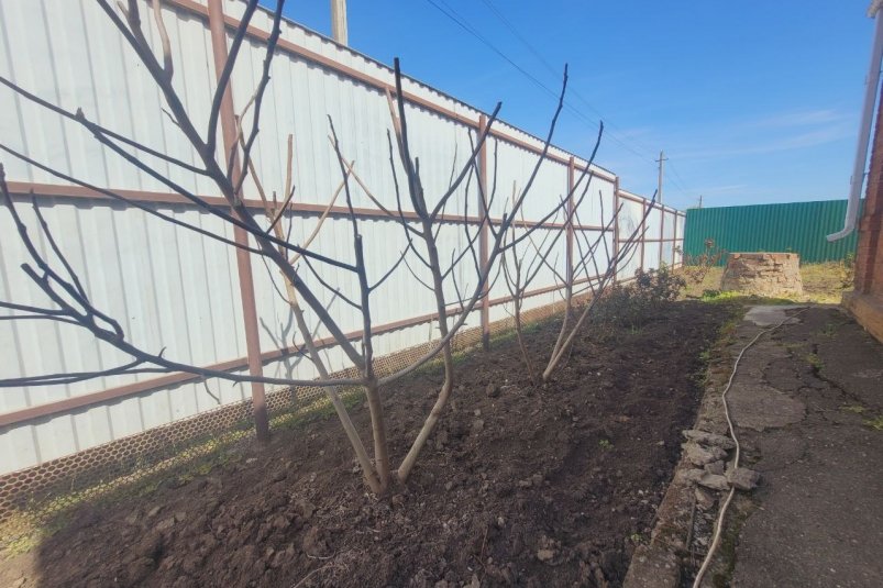 Развести 250 гр в теплой воде и опрыскать: яблони и груши как из санатория — без единой болячки ИА StavropolMedia