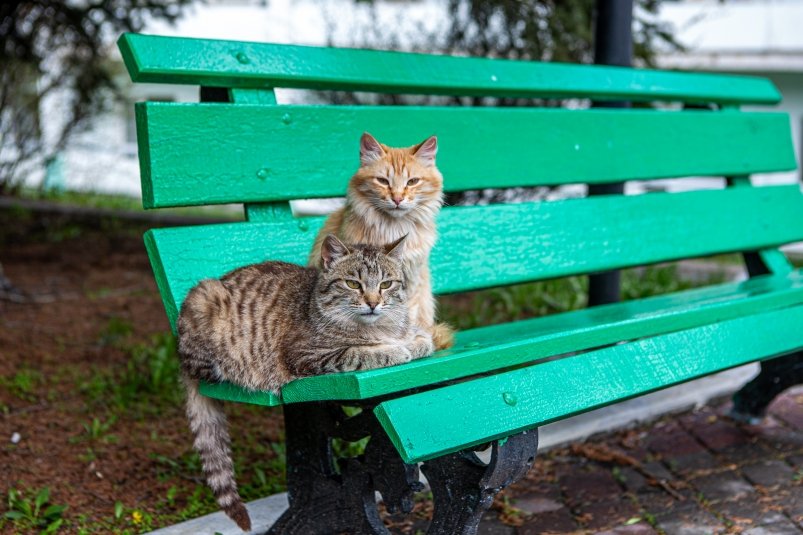 Бездомный кот Мария Смитюк, ИА PrimaMedia.ru