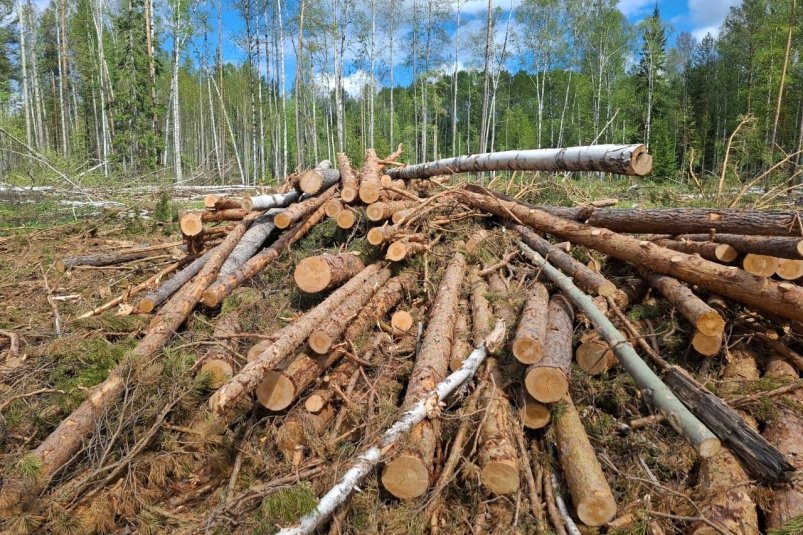 . пресс-служба прокуратуры Красноярского края