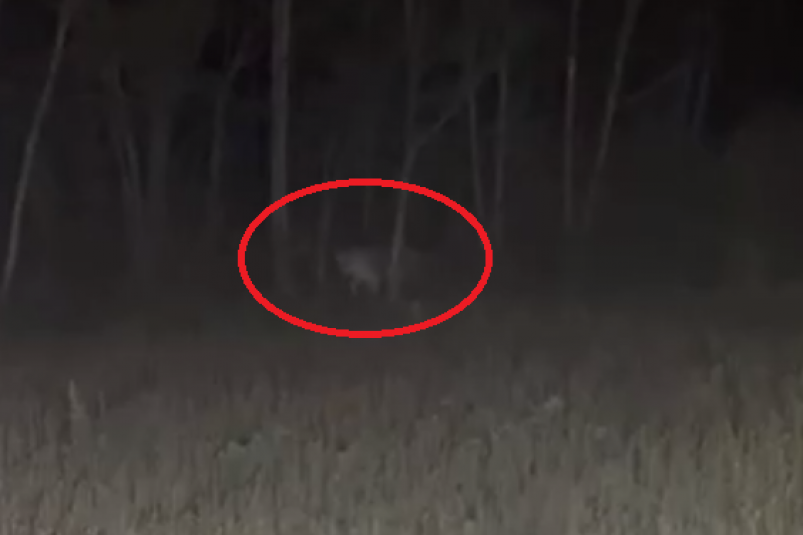 Скриншот тг-канал &quotVLAD_ORK" (18+)