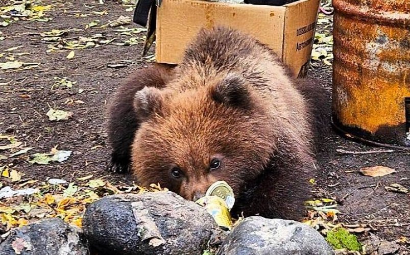 Один из медвежат уже вернулся к лагерю ТГ-канал парка Земля прайда (18+)