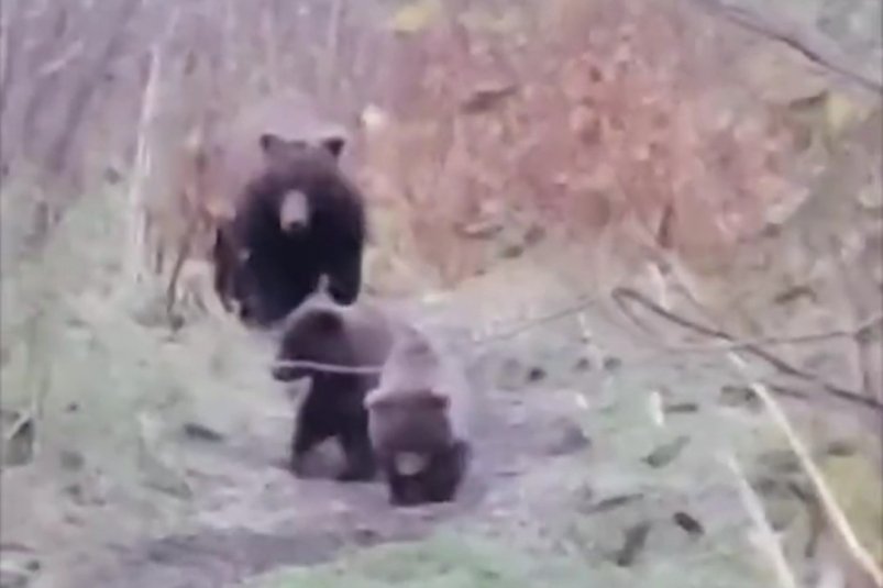 Мать-медведица вернулась Скрин/видео тг-канал парка "Земля прайда"