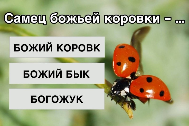 Не то что учителя - в ступоре академики: как назвать самца божьей коровки ИА Stavropol.Media и pxhere.com