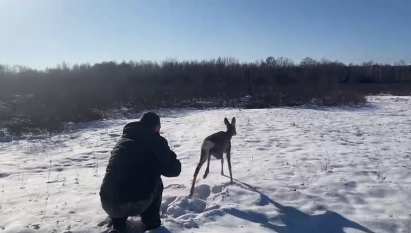 Косулю поймали в одном из частных подворий и отпустили за городом пресс-служба Забайкальского ЛУ МВД России на транспорте