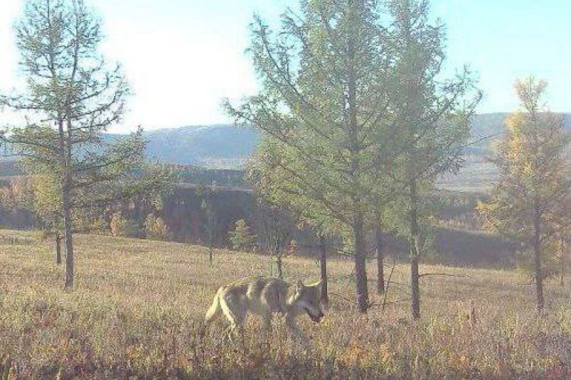 Волк тг-канал (18+) Минприроды Забайкалья