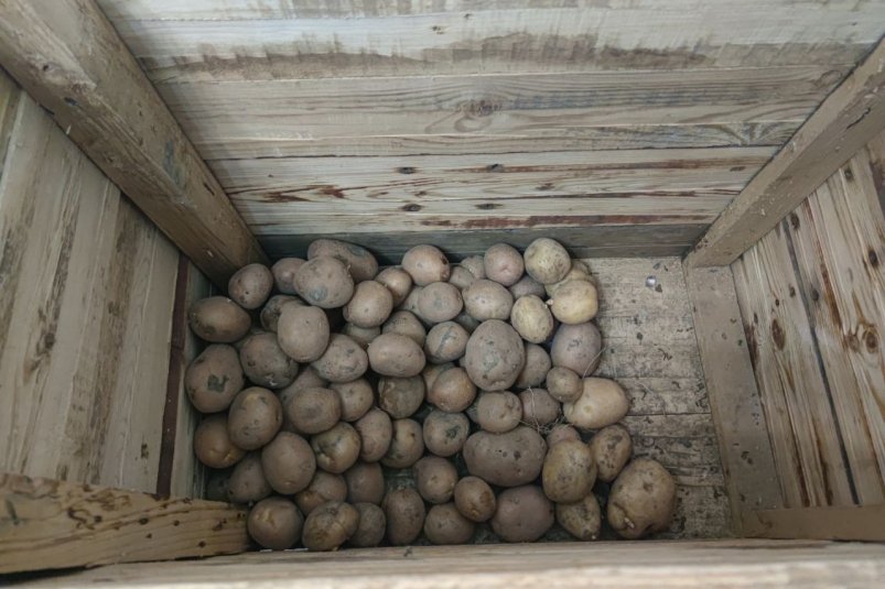 Положила рядом с этим фруктом - и картошка не прорастает до лета: храните так овощ всю осень ИА StolicaMedia