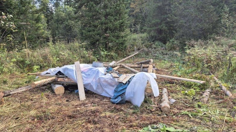 Деревья вырубили в заказнике Кузбасса Прокуратура Кемеровской области