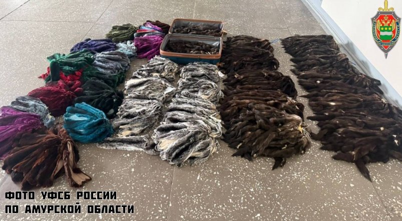 Подозреваемым грозит до 10 лет колонии и крупный штраф УФСБ России по Амурской области