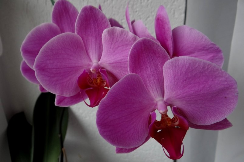 Тематическое фото pxhere.com (18+)