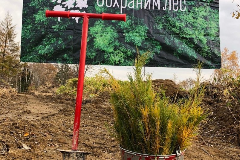 Высадка деревьев возле села Мицулевка Анивского района пресс-служба агентства лесного и охотничьего хозяйства Сахалинской области