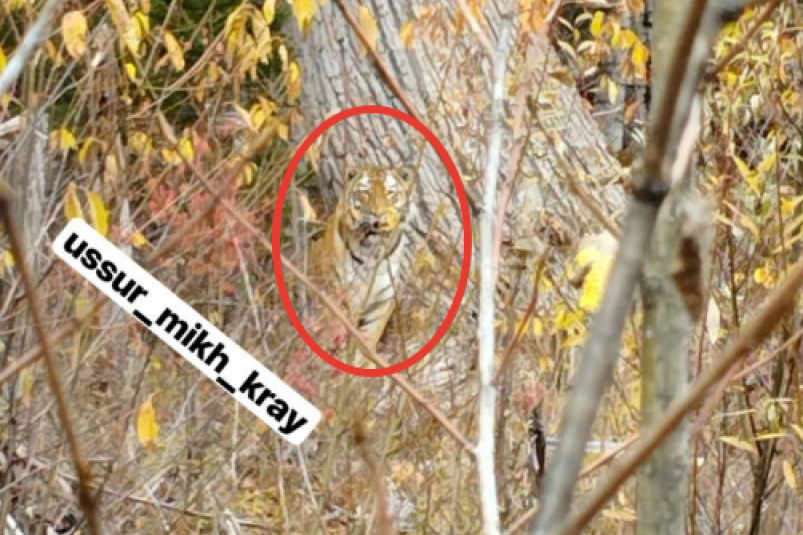 Тематическое фото t.me/ussur_mikh_kray