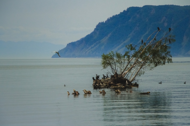 Нацеленный на контроль численности бакланов закон принят в Заксобрании Приангарья Юлия Ушакова, ИА IrkutskMedia Нацеленный на контроль численности бакланов закон принят в Заксобрании Приангарья Юлия Ушакова, ИА IrkutskMedia