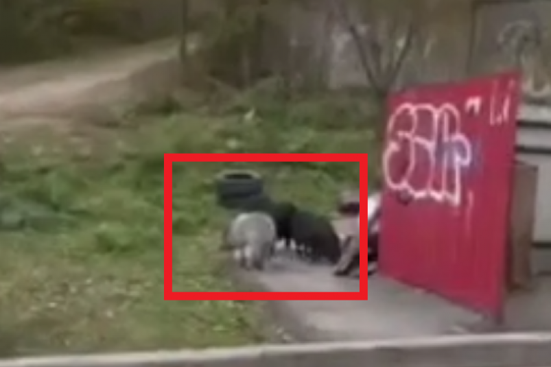 Скриншот тг-канал &quotNEWSVL" (18+)